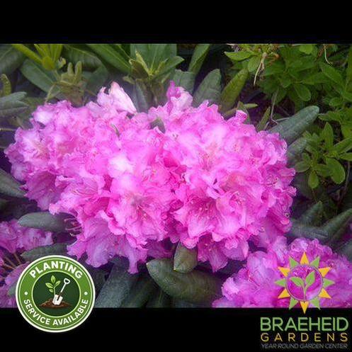 Haaga Rhododendron