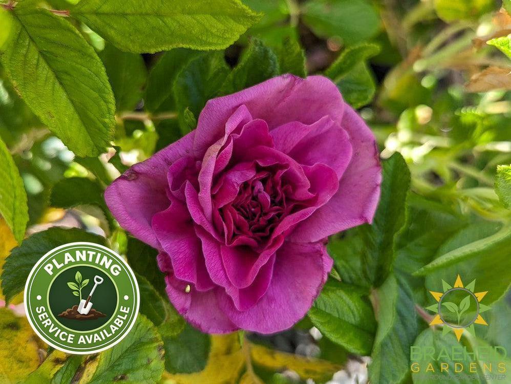 Hansa Rose