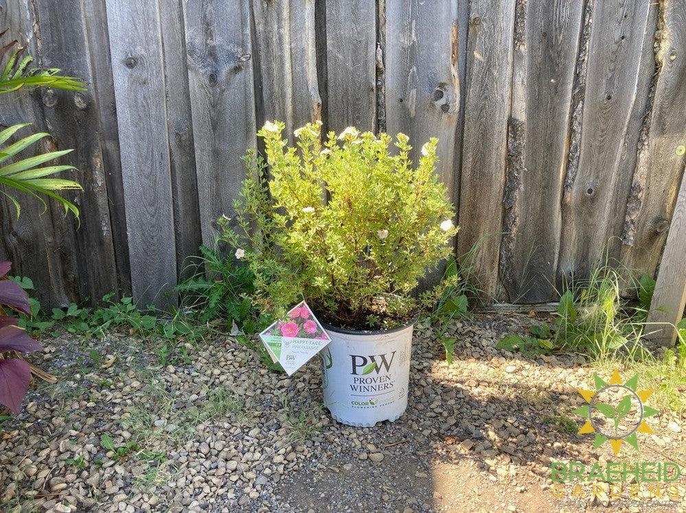 Happy Face® P. Paradise Potentilla
