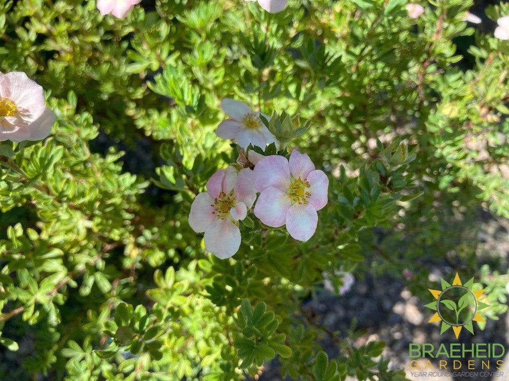 Happy Face® P. Paradise Potentilla