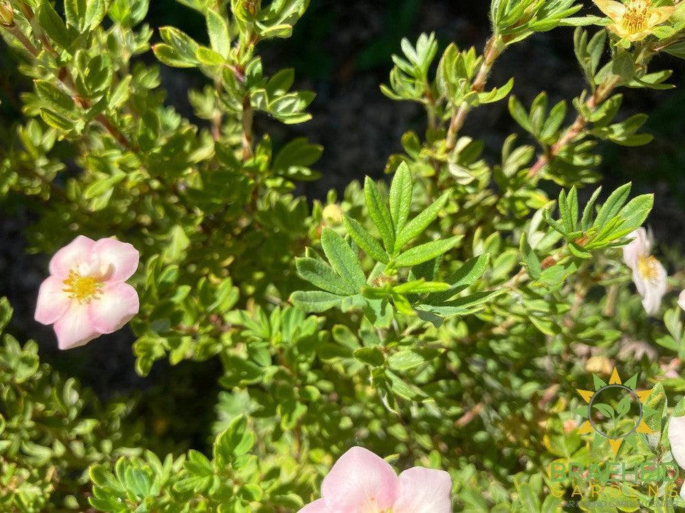 Happy Face® P. Paradise Potentilla