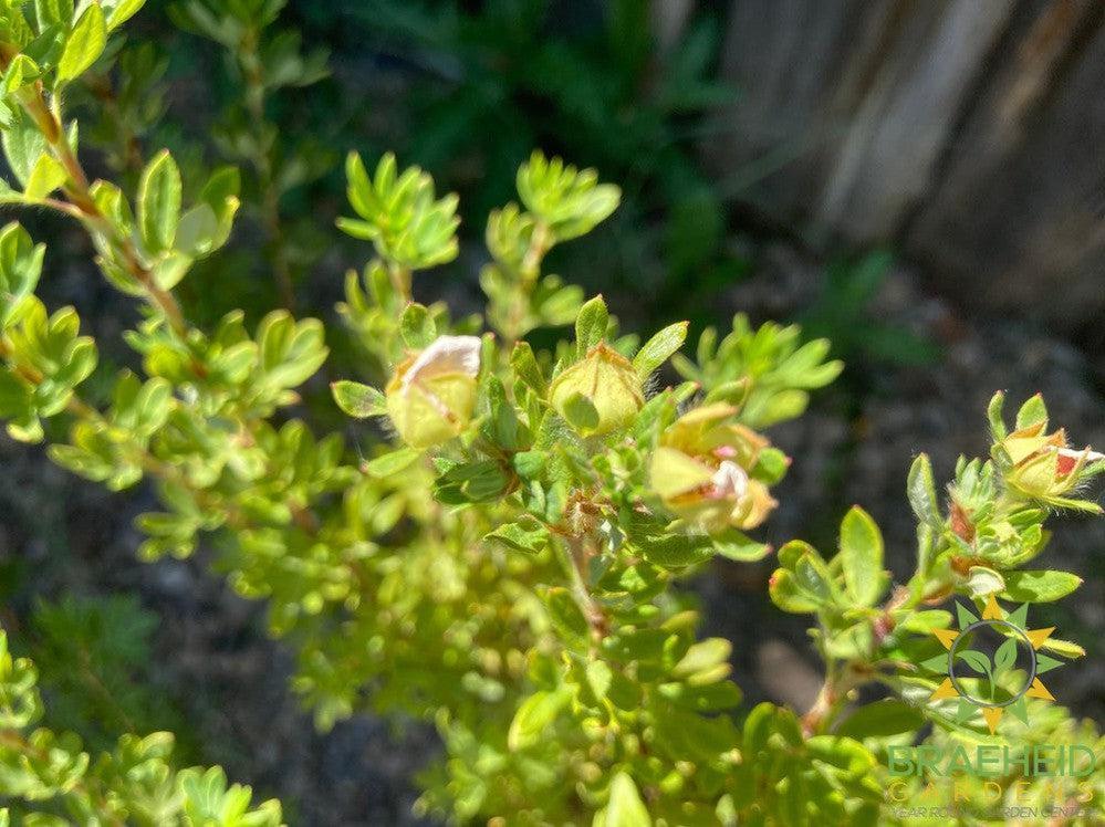 Happy Face® P. Paradise Potentilla