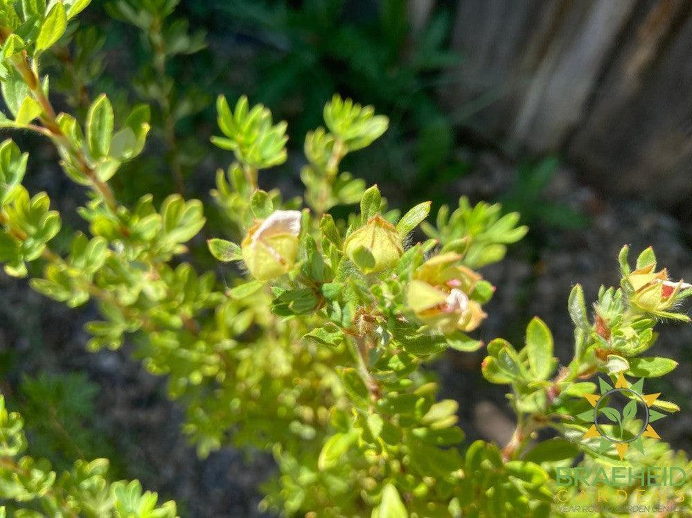 Happy Face® P. Paradise Potentilla