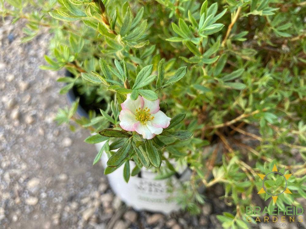Happy Face® P. Paradise Potentilla