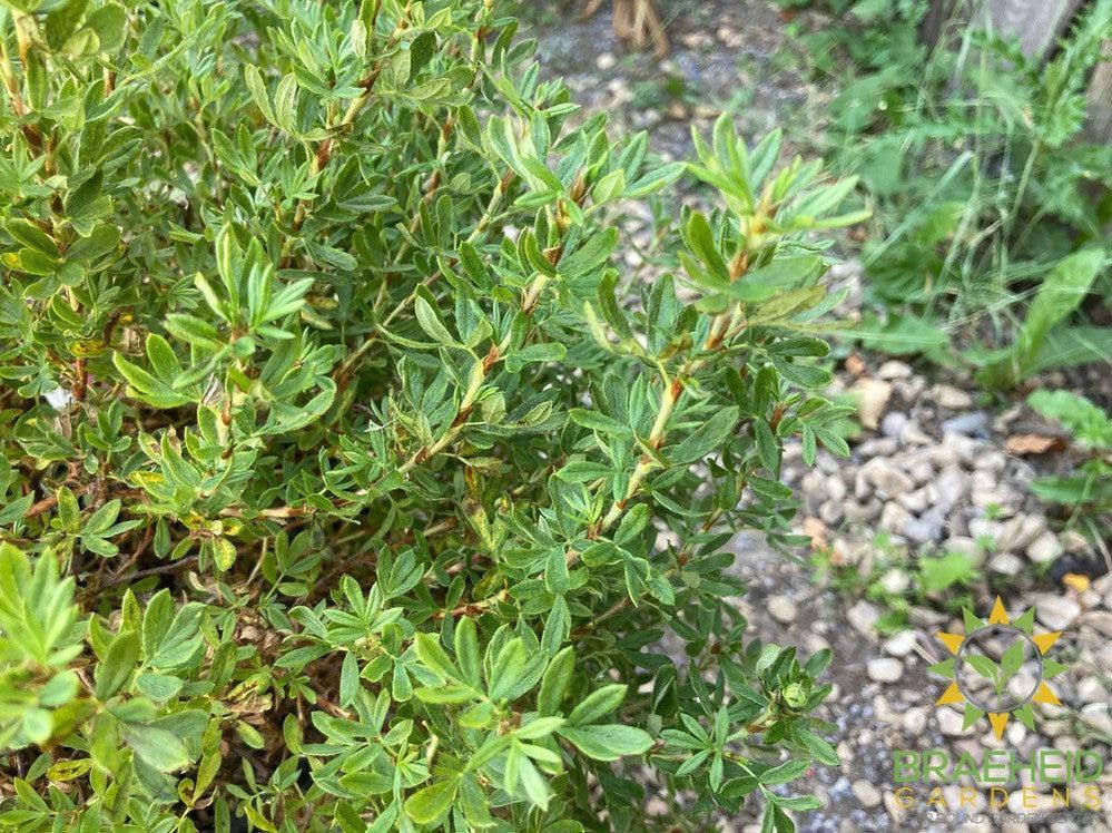 Happy Face® P. Paradise Potentilla