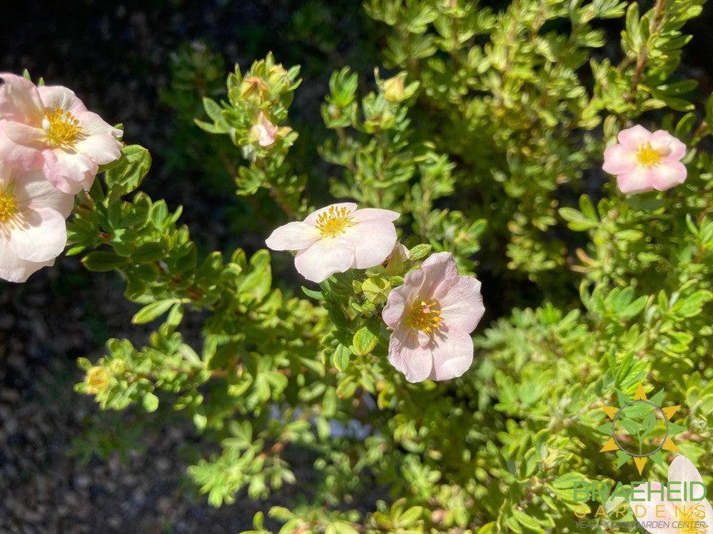 Happy Face® P. Paradise Potentilla