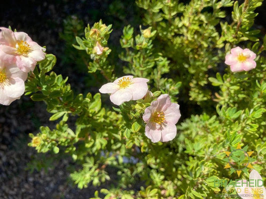 Happy Face® P. Paradise Potentilla