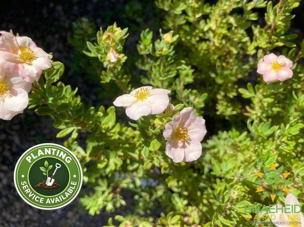 Happy Face® P. Paradise Potentilla