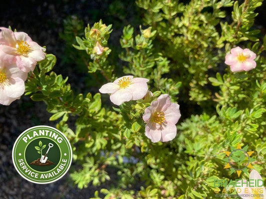 Happy Face® P. Paradise Potentilla