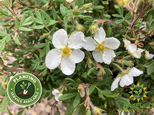 Happy Face® White Potentilla