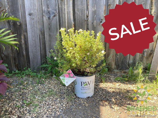 Happy Face® P. Paradise Potentilla