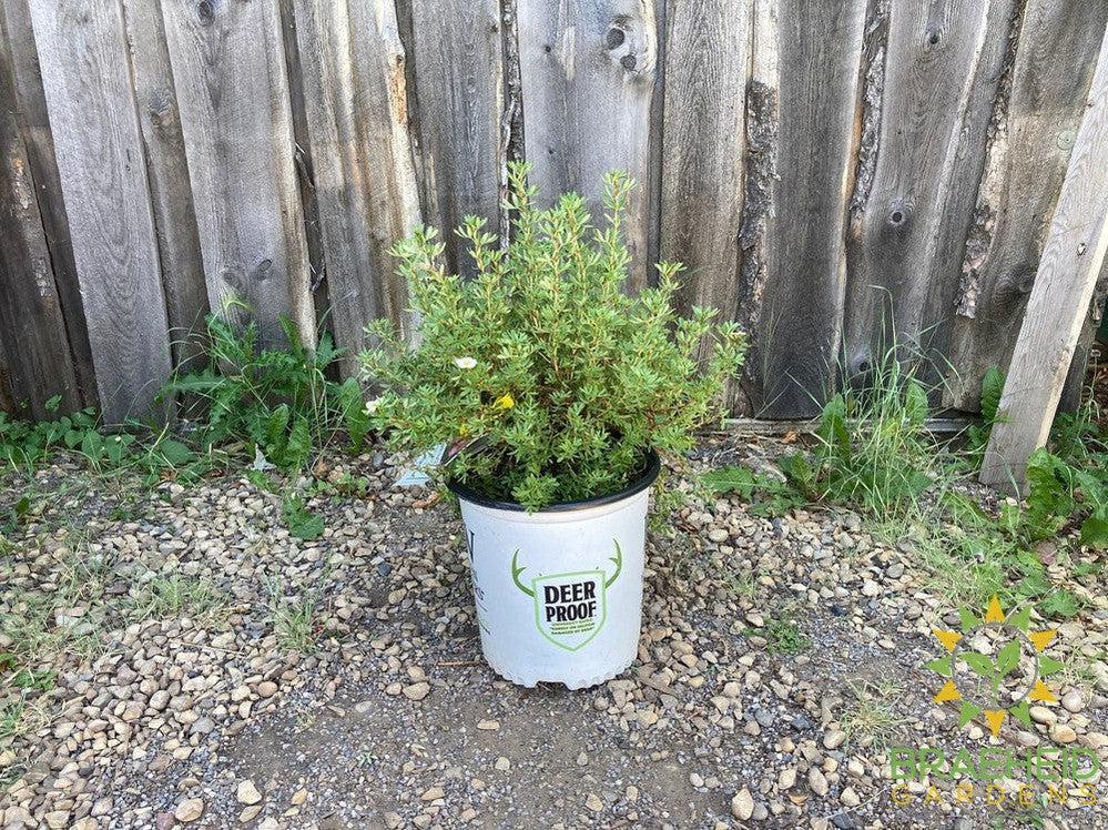 Happy Face® P. Paradise Potentilla