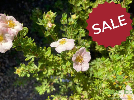 Happy Face® P. Paradise Potentilla