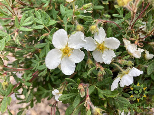 Happy Face® White Potentilla