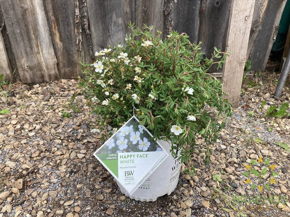 Happy Face® White Potentilla