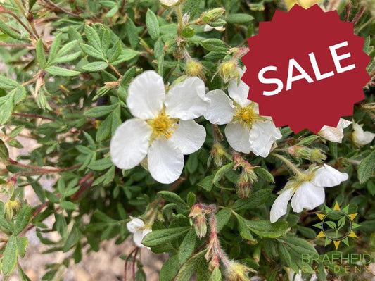 Happy Face® White Potentilla