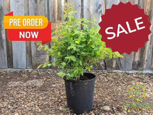 Buy Haskap Pollinating Bundle an in Grande Prairie Alberta - Braeheid Gardens Ltd.