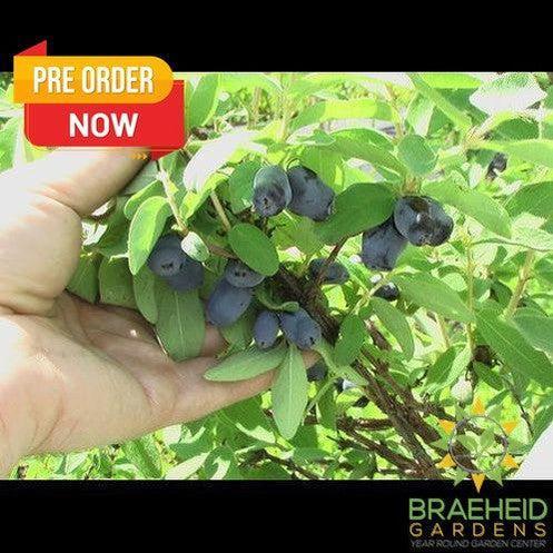 Buy Haskap Pollinating Bundle an in Grande Prairie Alberta - Braeheid Gardens Ltd.