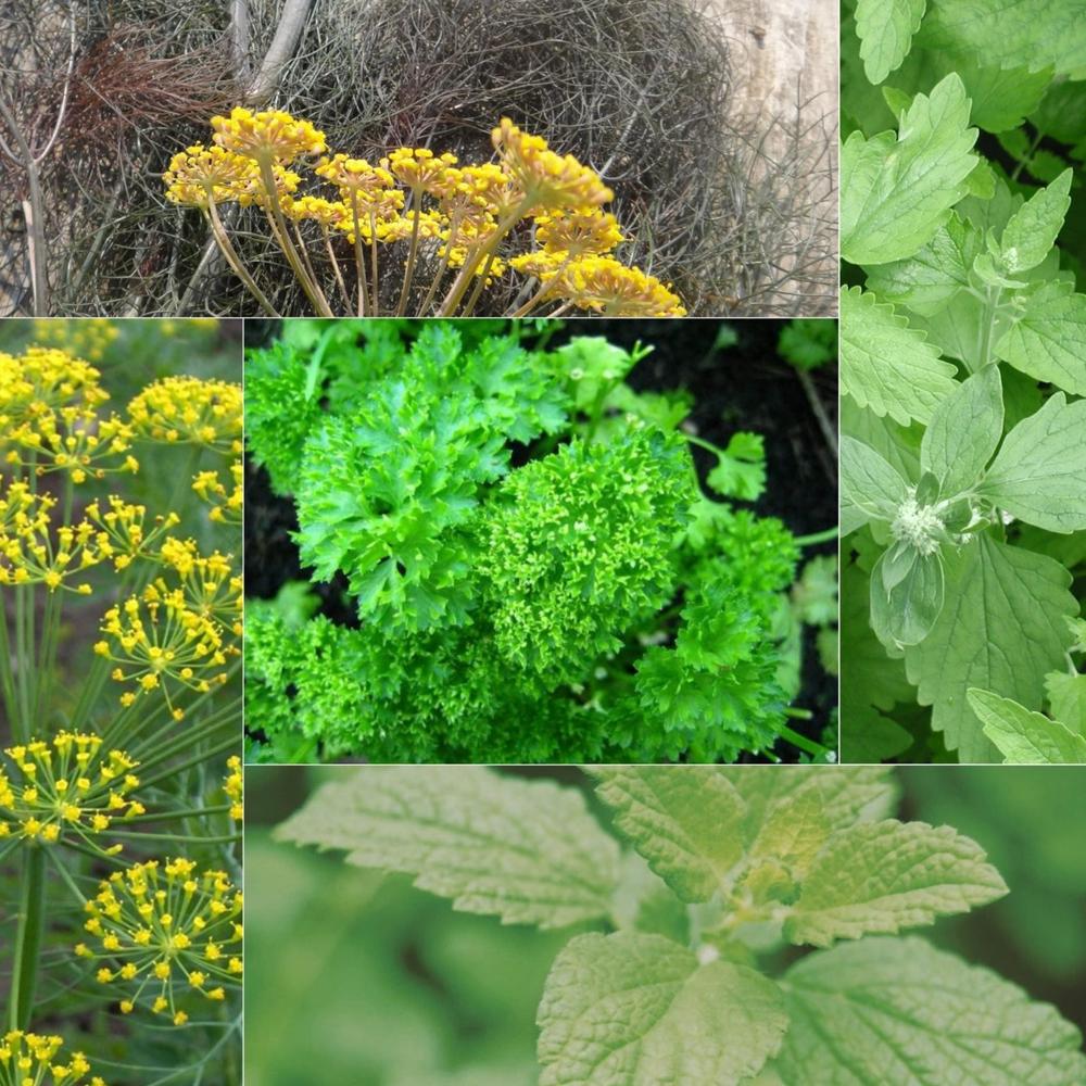 The Heavenly Herbs Collection