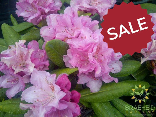 Hellikii Rhododendron