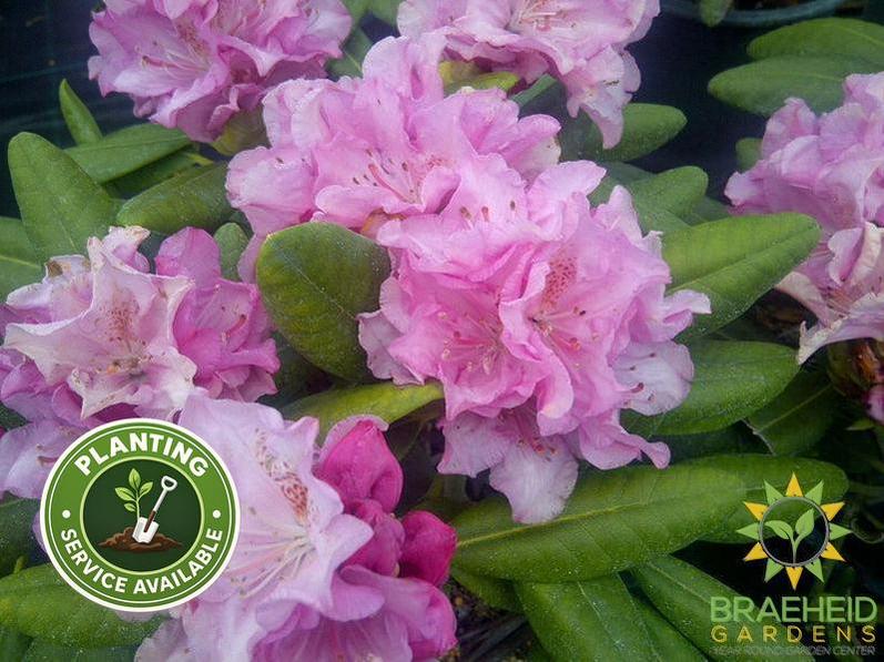Hellikii Rhododendron