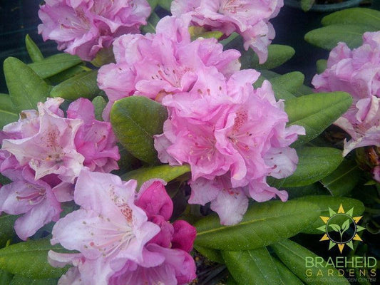 Hellikii Rhododendron