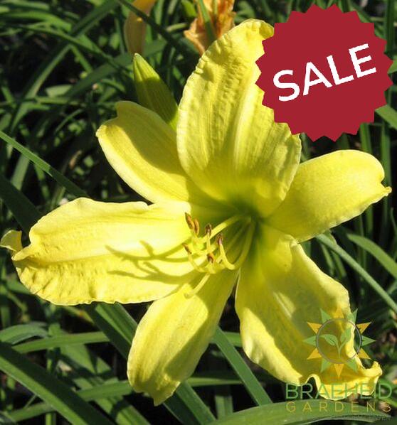 Hyperion Daylily