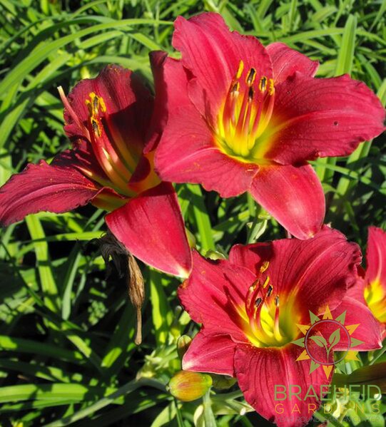 Ruby Stella Daylily