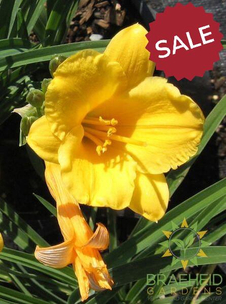 Stella de Oro Daylily