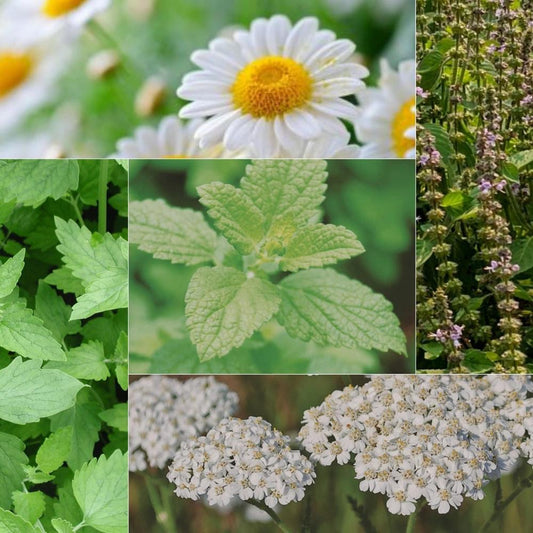 The Herbal Tea Collection