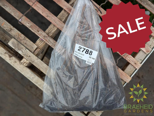 Buy Heritage Everbearing Raspberry an Edible Shrub in Grande Prairie Alberta - Braeheid Gardens Ltd.