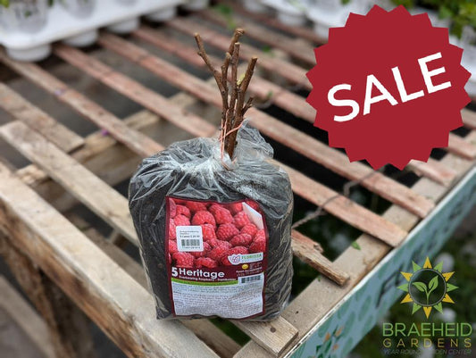 Buy Heritage Everbearing Raspberry an Edible Shrub in Grande Prairie Alberta - Braeheid Gardens Ltd.