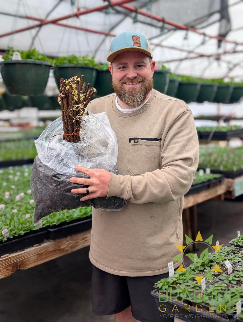 Buy Heritage Everbearing Raspberry an Edible Shrub in Grande Prairie Alberta - Braeheid Gardens Ltd.