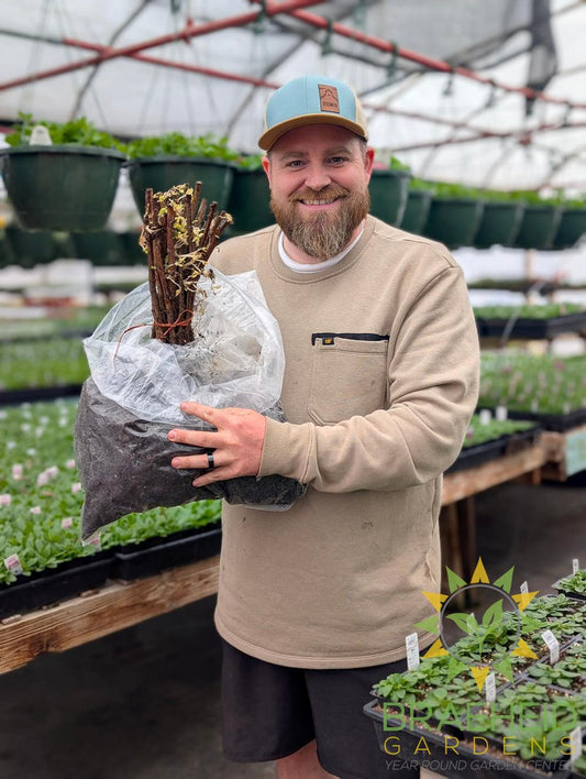 Buy Heritage Everbearing Raspberry an Edible Shrub in Grande Prairie Alberta - Braeheid Gardens Ltd.