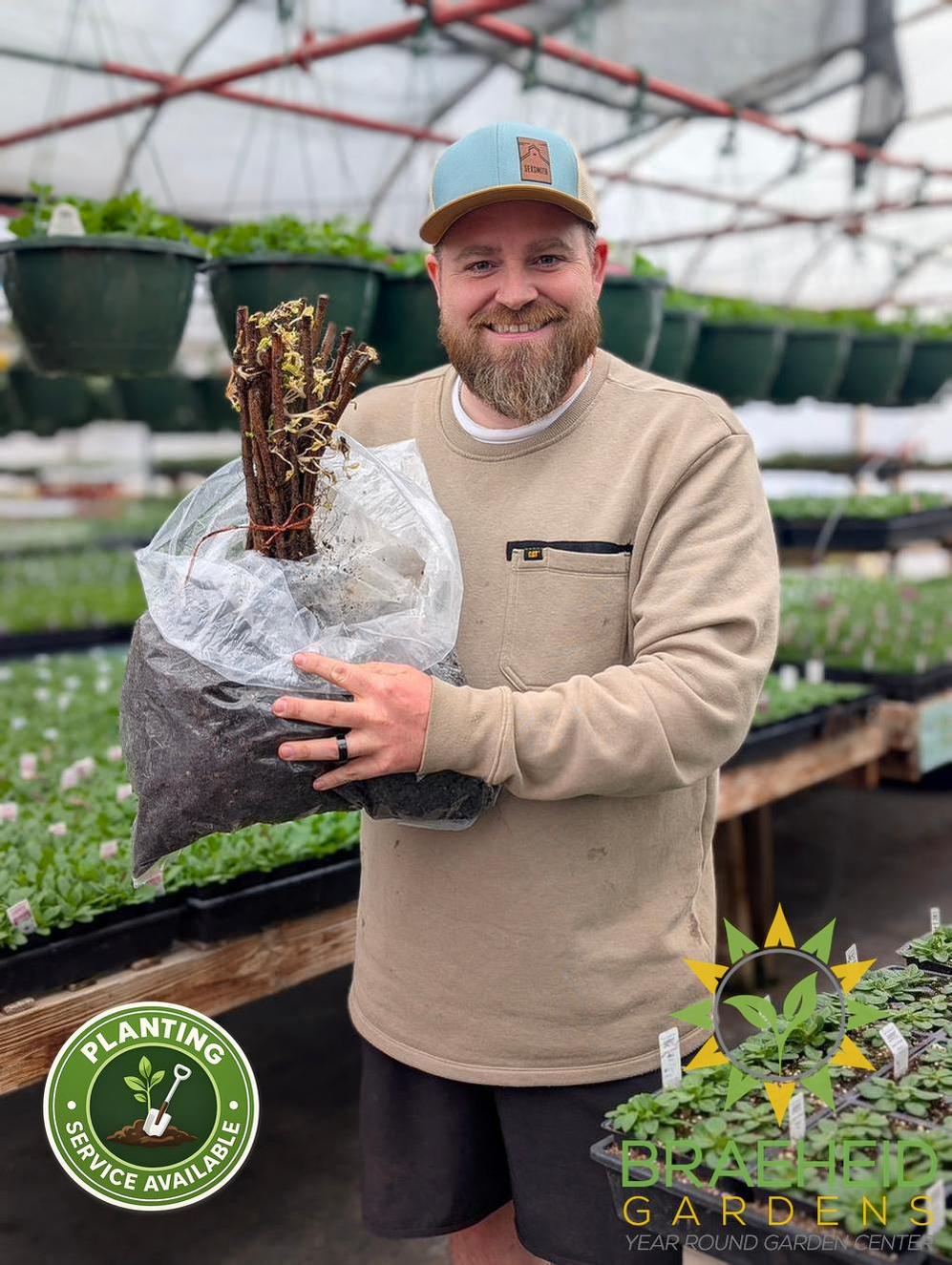 Buy Heritage Everbearing Raspberry an Edible Shrub in Grande Prairie Alberta - Braeheid Gardens Ltd.