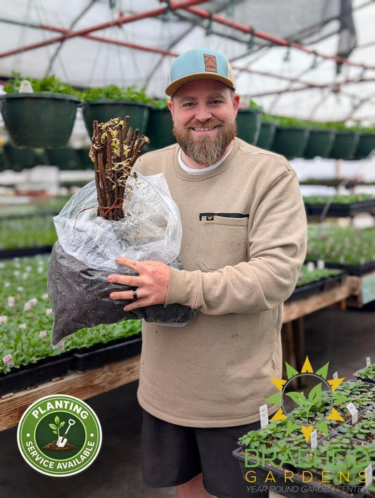Buy Heritage Everbearing Raspberry an Edible Shrub in Grande Prairie Alberta - Braeheid Gardens Ltd.