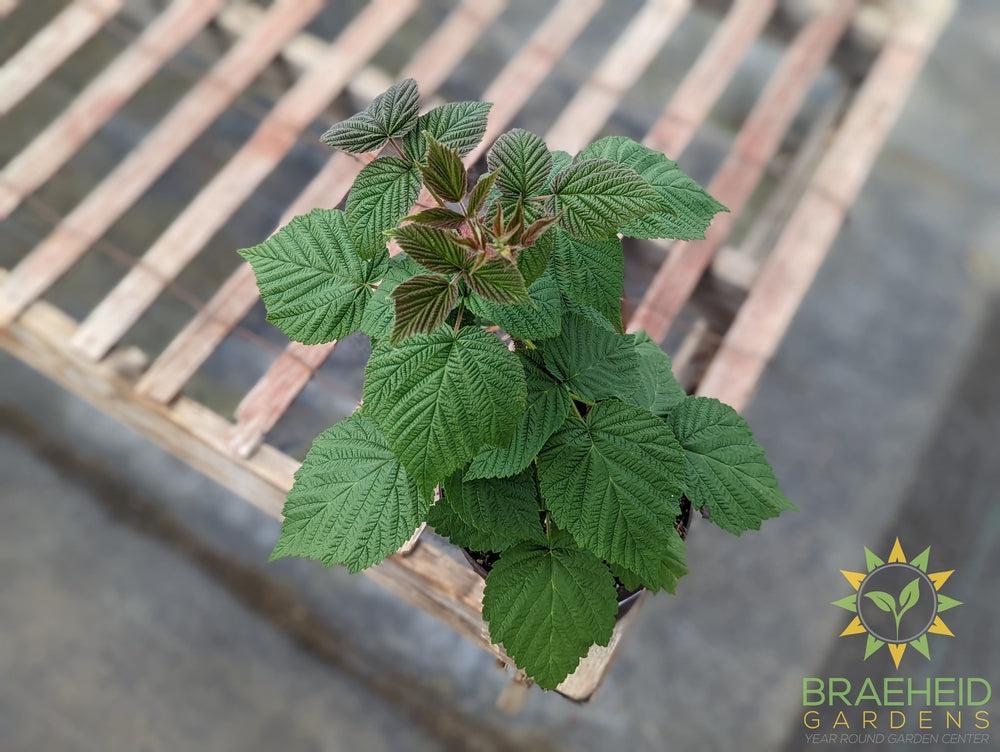 Buy Heritage Raspberry an Edible Shrub in Grande Prairie Alberta - Braeheid Gardens Ltd.