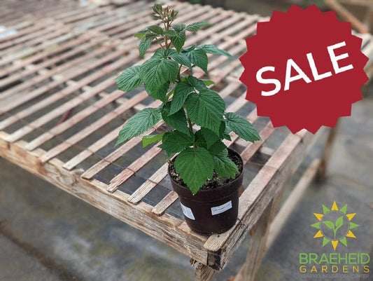 🍇 Auction #4 – Your Cold-Hardy Berry & Grape Collection (Zone 2–3)
