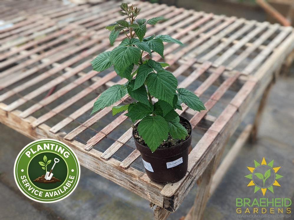 Buy Heritage Raspberry an Edible Shrub in Grande Prairie Alberta - Braeheid Gardens Ltd.