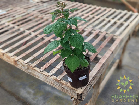 Buy Heritage Raspberry an Edible Shrub in Grande Prairie Alberta - Braeheid Gardens Ltd.