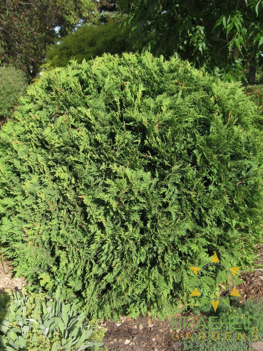 Hetz Midget Cedar