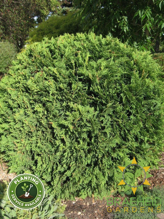 Hetz Midget Cedar