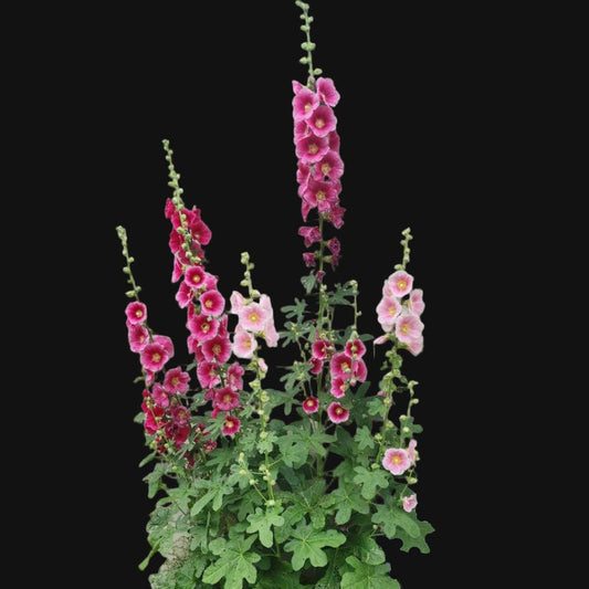 Hollyhock Mix