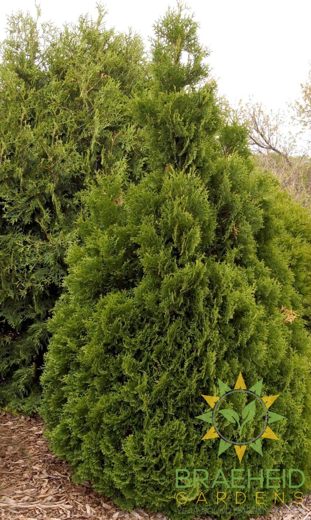 Holmstrup Cedar