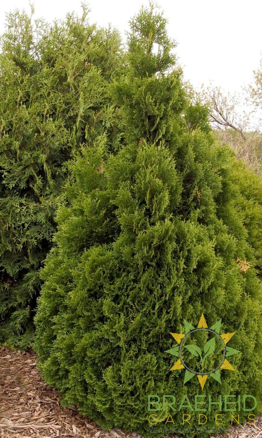 Holmstrup Cedar