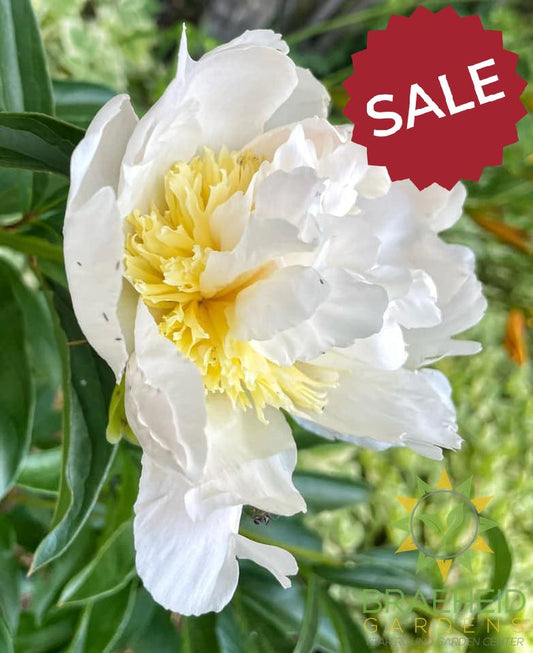 Honey Gold Peony - NO SHIP -