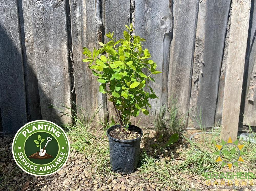 Buy HoneyBee Haskap Berry an Edible Shrub in Grande Prairie Alberta - Braeheid Gardens Ltd.