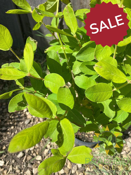 Buy HoneyBee Haskap Berry an Edible Shrub in Grande Prairie Alberta - Braeheid Gardens Ltd.