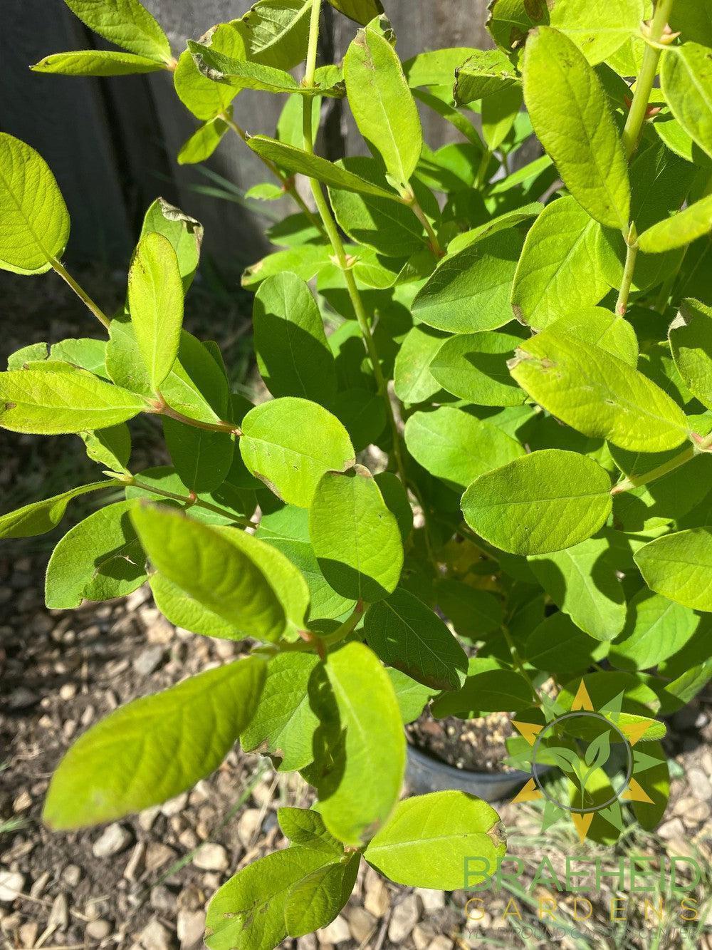Buy HoneyBee Haskap Berry an Edible Shrub in Grande Prairie Alberta - Braeheid Gardens Ltd.