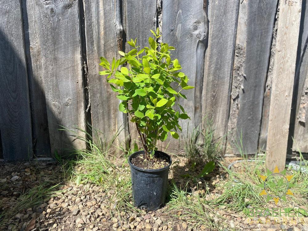 Buy HoneyBee Haskap Berry an Edible Shrub in Grande Prairie Alberta - Braeheid Gardens Ltd.